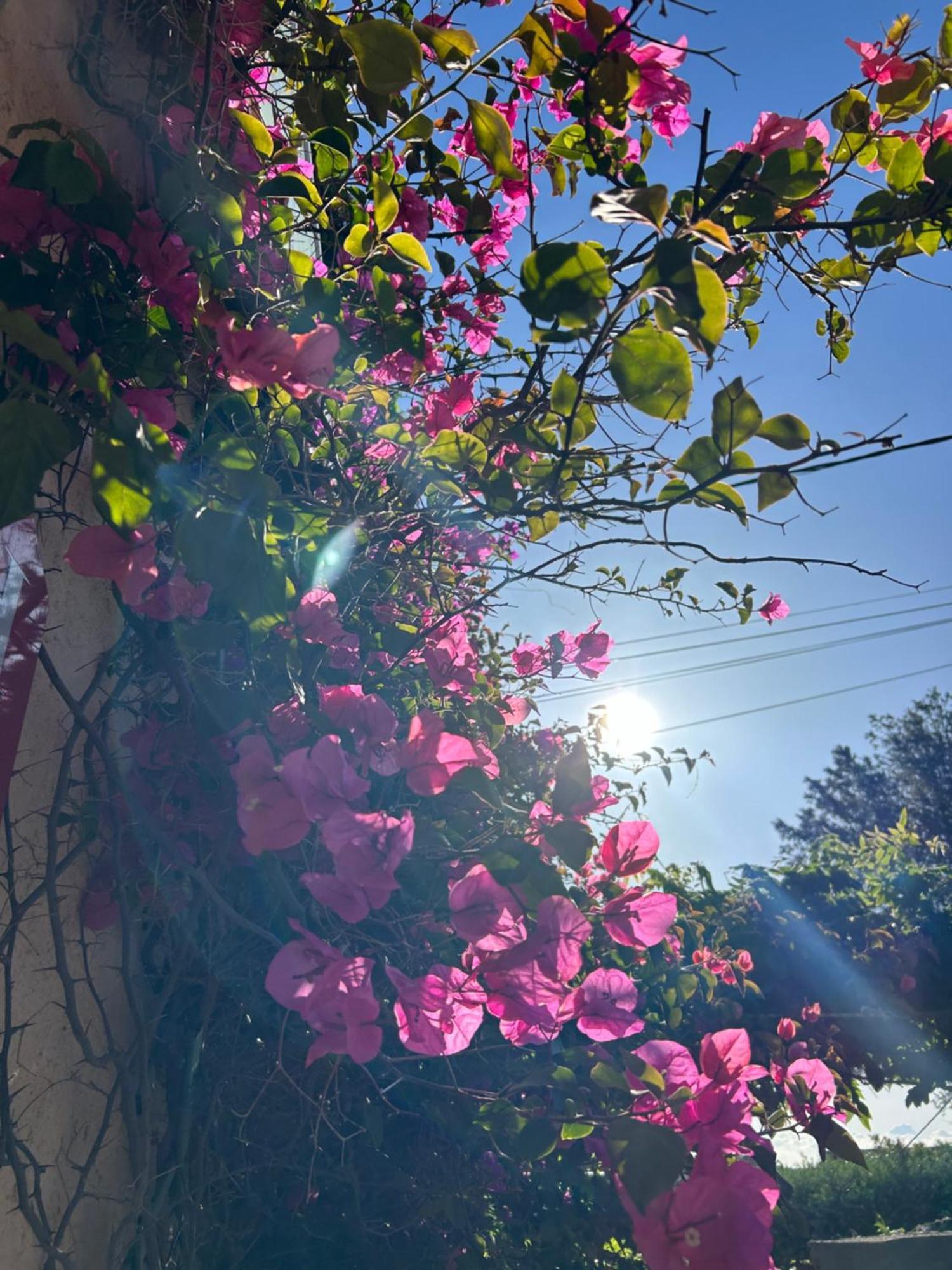 Hotel Auberge Provencale Saint-Raphaël Dış mekan fotoğraf